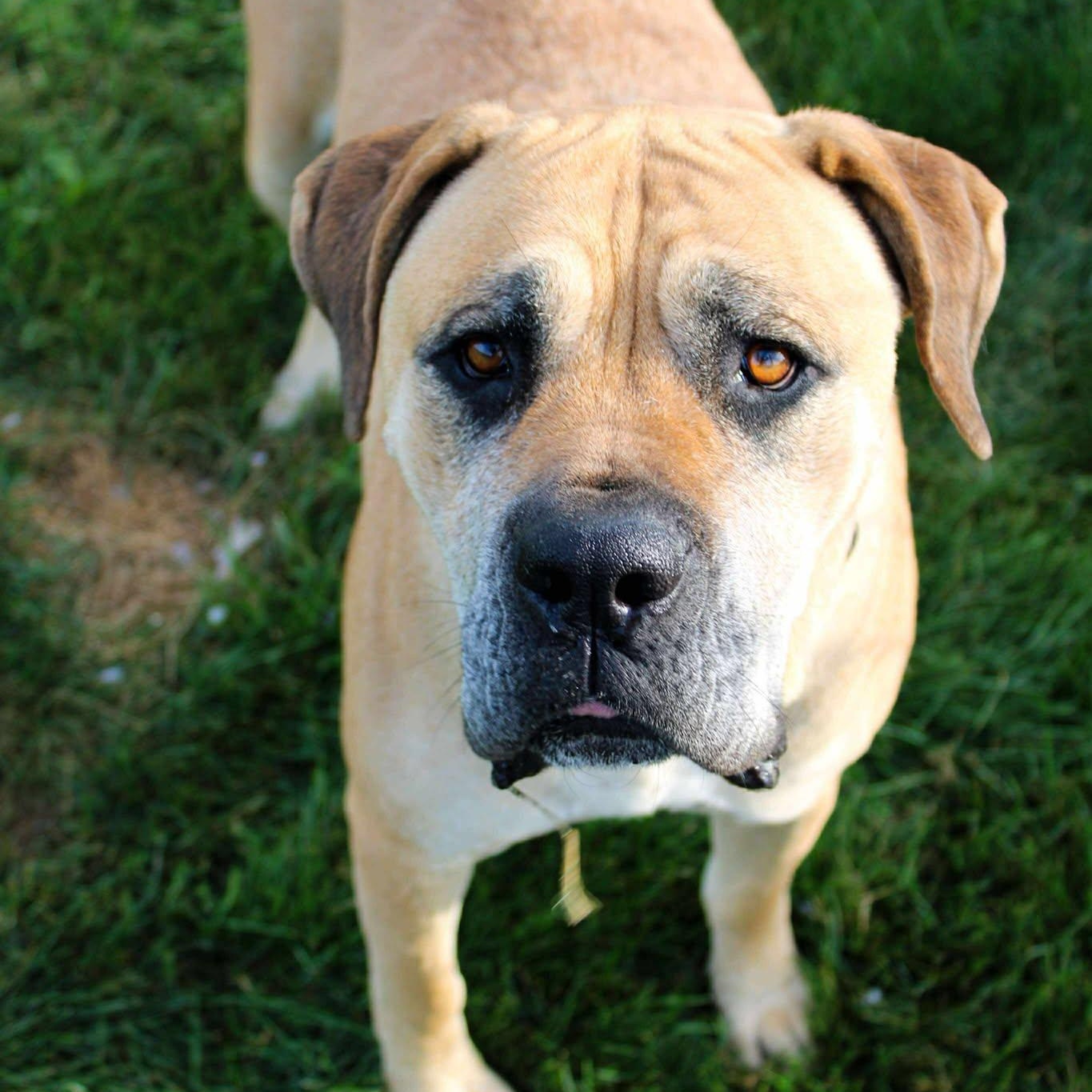 Jillian, a Adoptable Cane Corso in Valparaiso, IN image 2/3