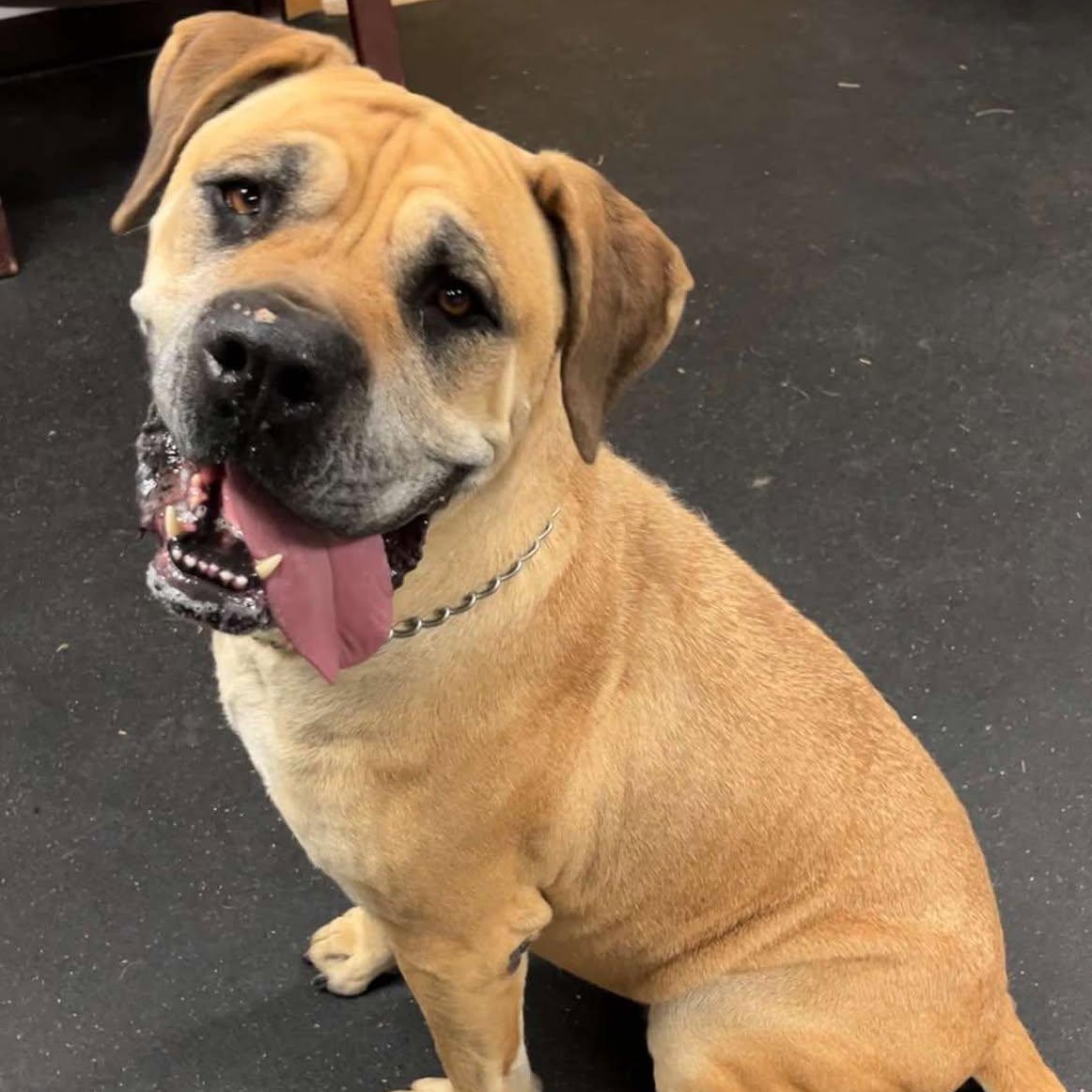 Jillian, a Adoptable Cane Corso in Valparaiso, IN image 3/3