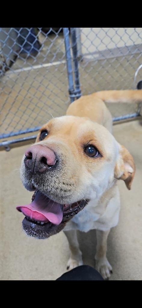 Lumi (Lumis), a Adopted Shar-Pei in New Manchester, WV image 1/6