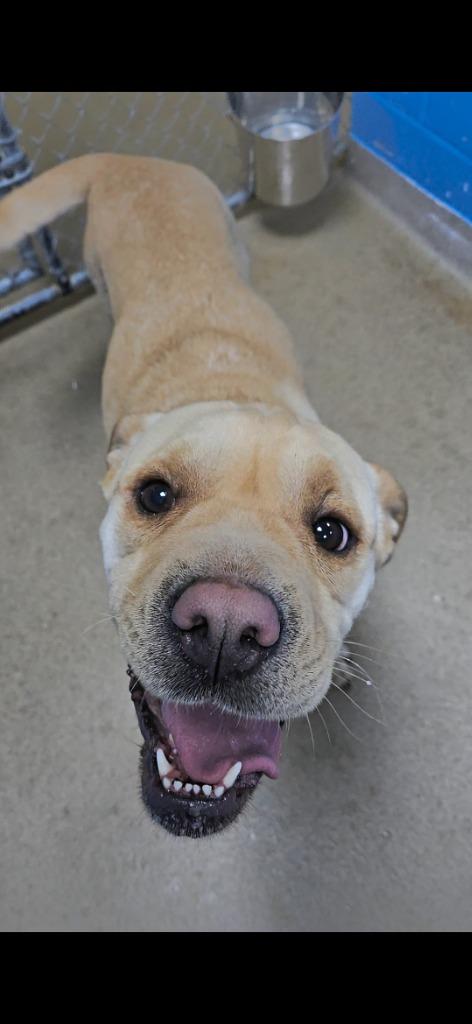 Lumi (Lumis), a Adopted Shar-Pei in New Manchester, WV image 2/6