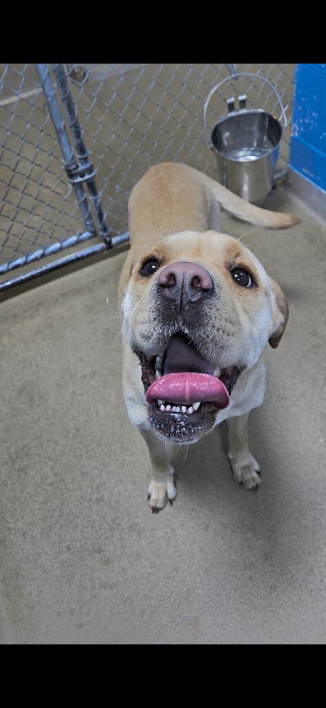 Lumi (Lumis), a Adopted Shar-Pei in New Manchester, WV image 3/6