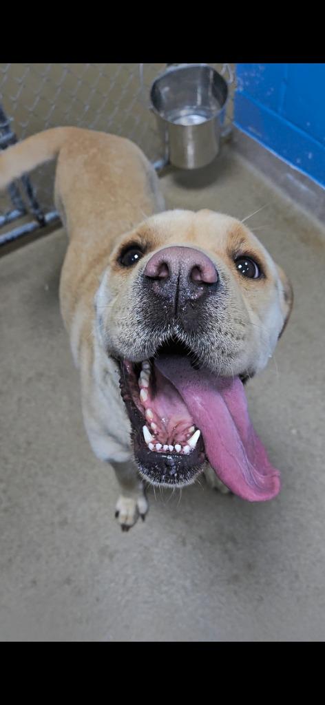 Lumi (Lumis), a Adopted Shar-Pei in New Manchester, WV image 4/6