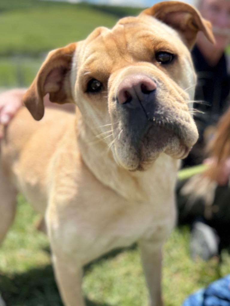Lumi (Lumis), a Adopted Shar-Pei in New Manchester, WV image 5/6