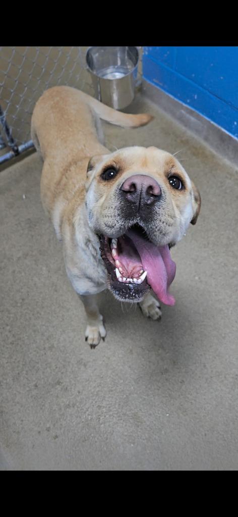 Lumi (Lumis), a Adopted Shar-Pei in New Manchester, WV image 6/6
