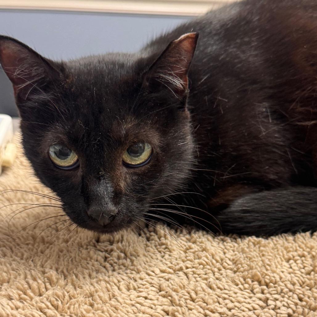 Micah, Adoptable, Young Female Domestic Short Hair.