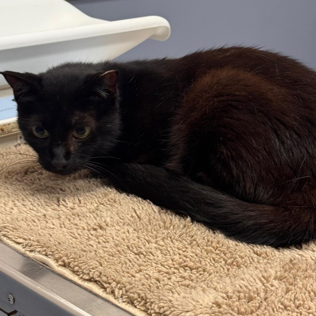 Enlarge Micah, a Adoptable Domestic Short Hair in TITUSVILLE, FL image 2/3