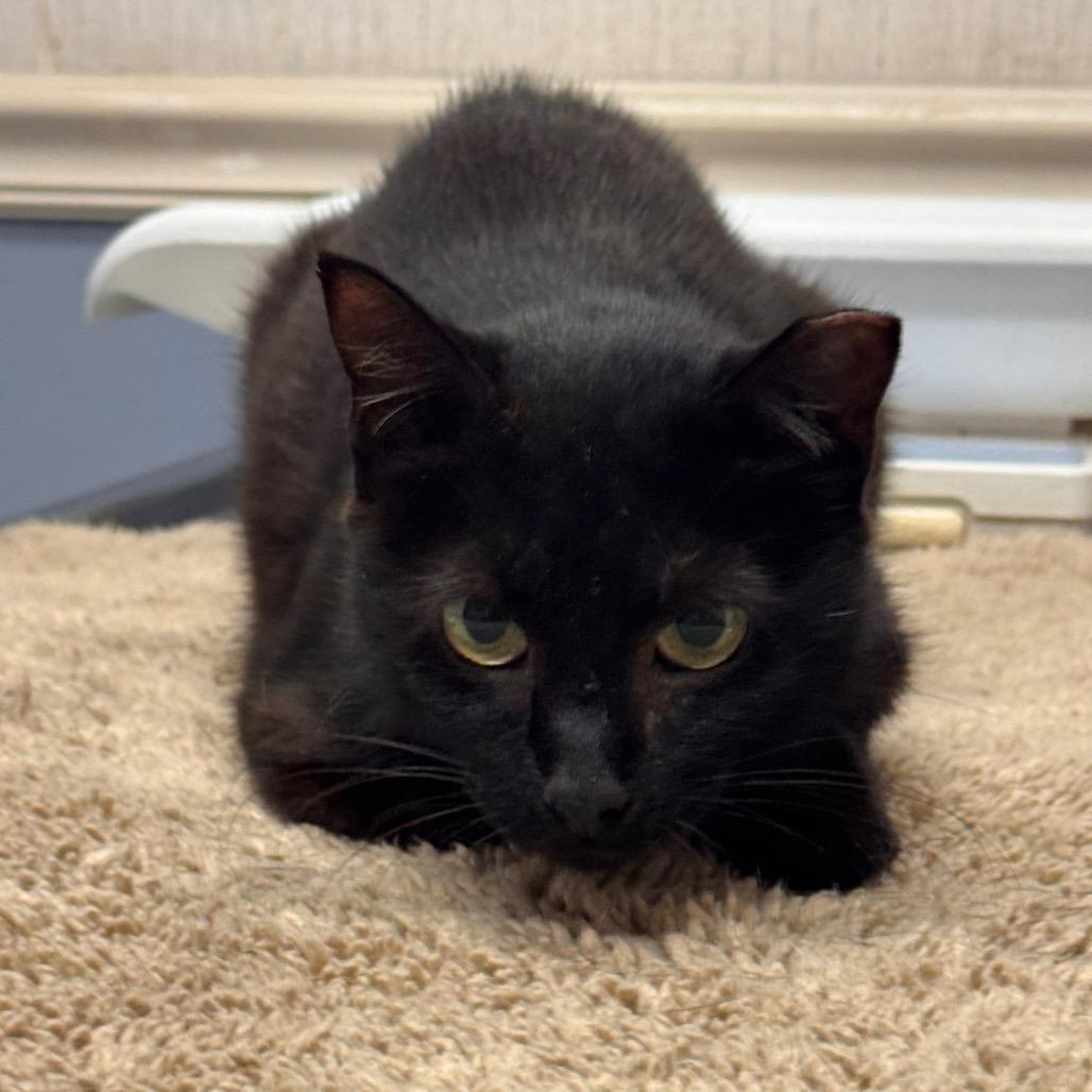 Enlarge Micah, a Adoptable Domestic Short Hair in TITUSVILLE, FL image 3/3
