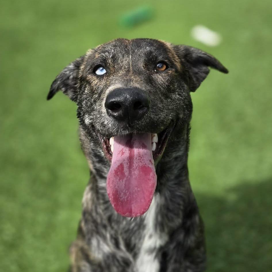 Spritz, Adoptable, Adult Female Pit Bull Terrier.