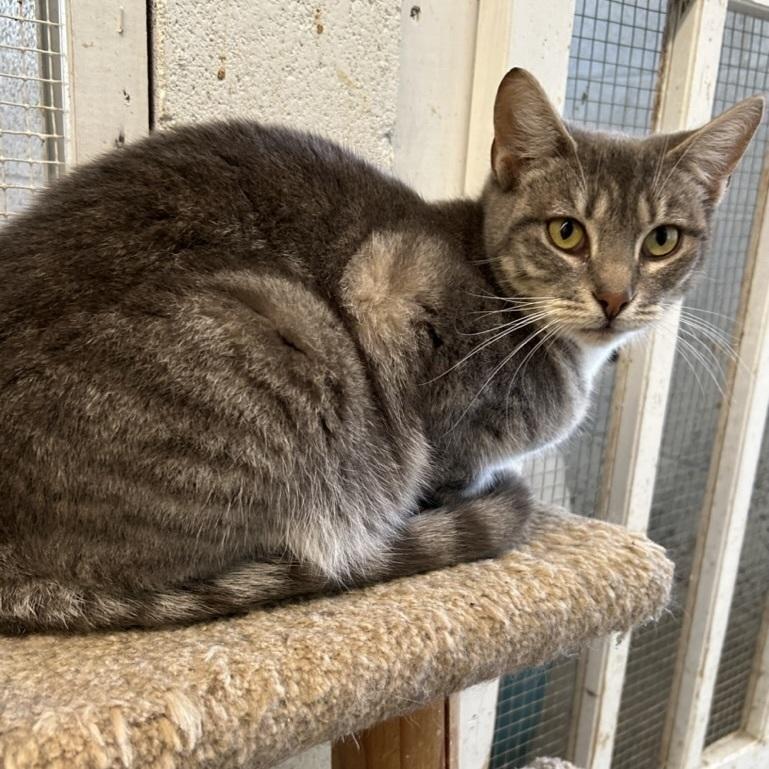 Enlarge Erin, a Adoptable Domestic Short Hair in Ontario, CA image 1/2