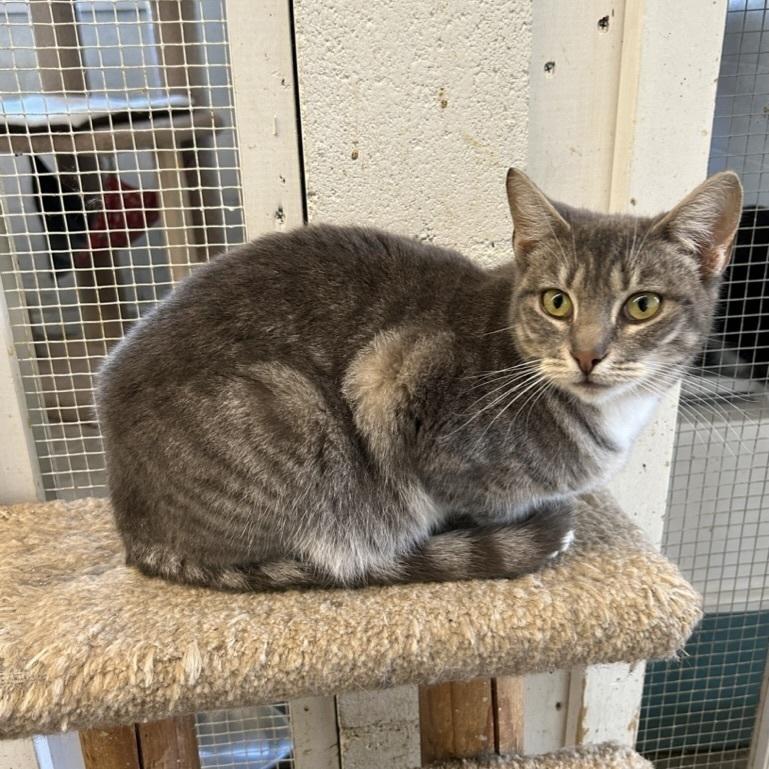 Enlarge Erin, a Adoptable Domestic Short Hair in Ontario, CA image 2/2