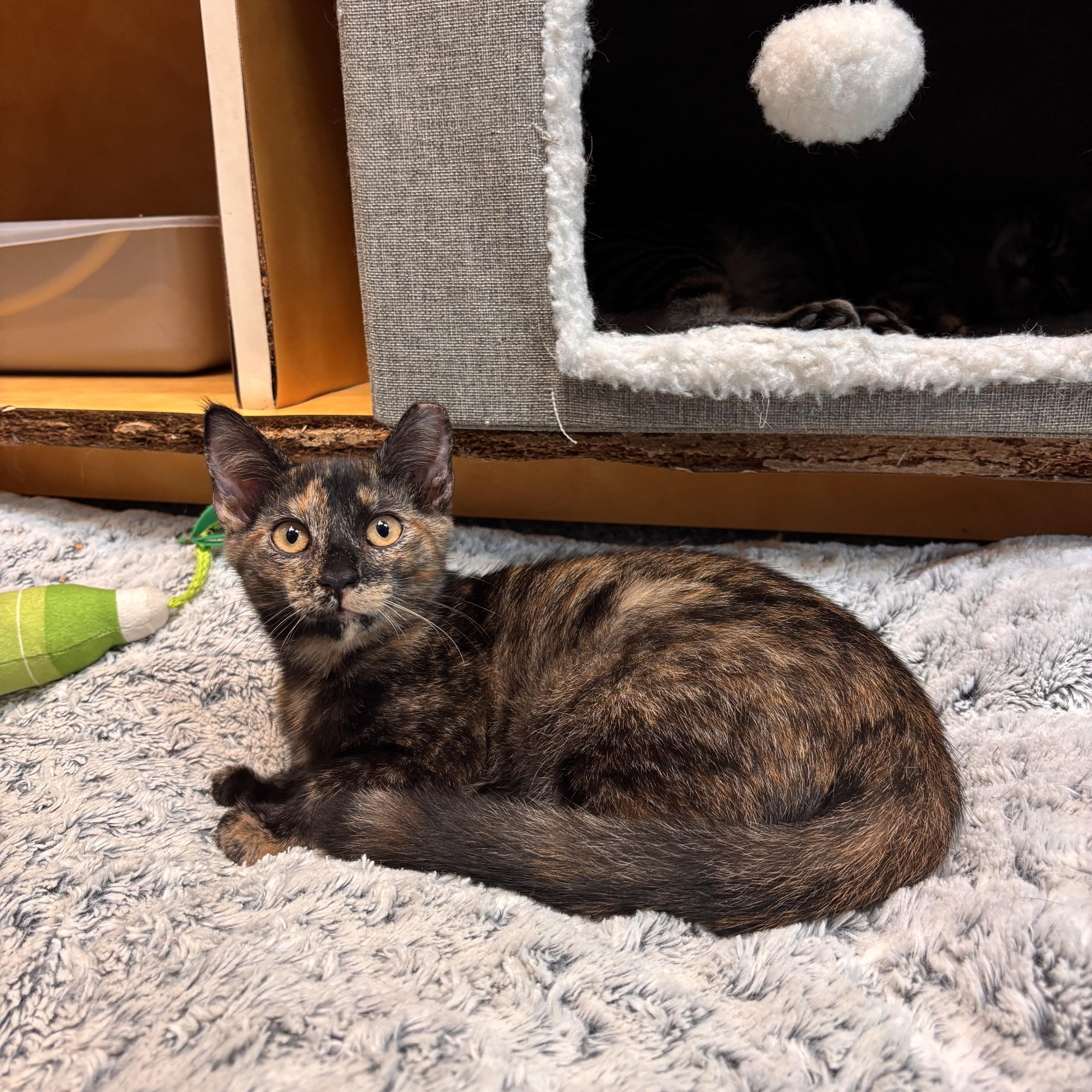 Bethany, a Adoptable Domestic Short Hair in Charleston, SC image 1/2