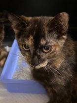 Bethany, a Adoptable Domestic Short Hair in Charleston, SC image 2/2