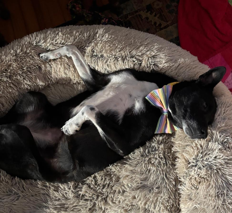 Enlarge Olive, a ADOPTABLE mixed breed in Washington, DC image 2/2