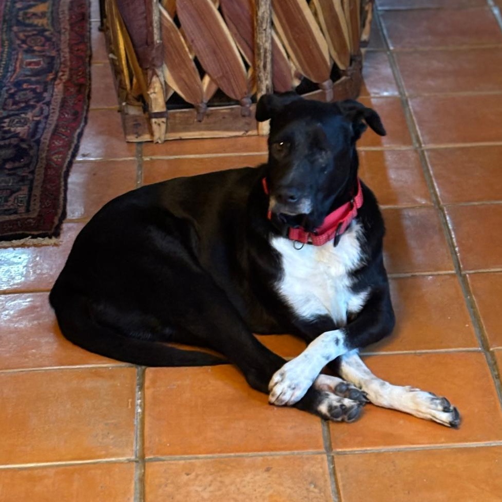 Olive, ADOPTABLE, Adult Female Labrador Retriever.