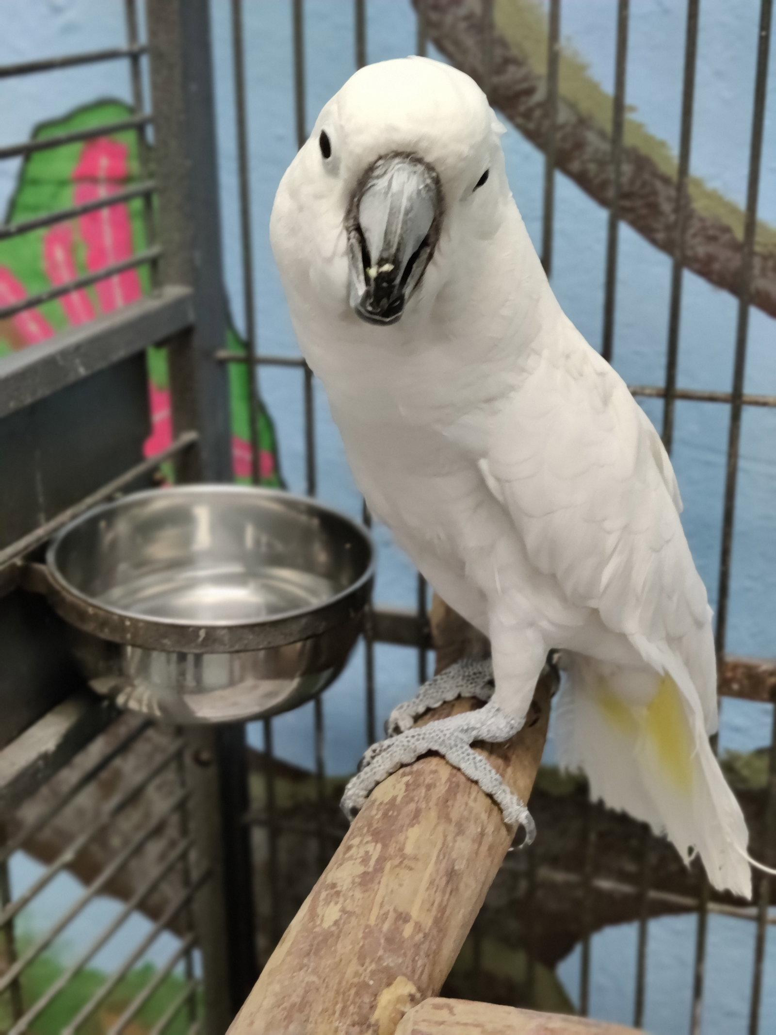 Buddy, Adoptable, Adult Male Cockatoo.