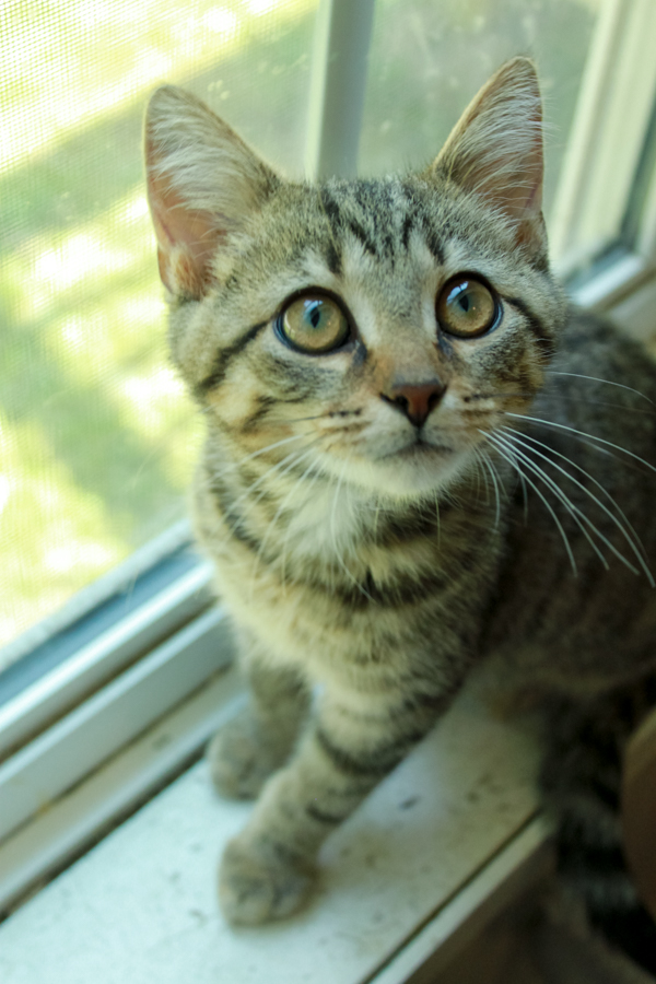 Yellow Jacket, Adopted, Kitten Male Tabby.