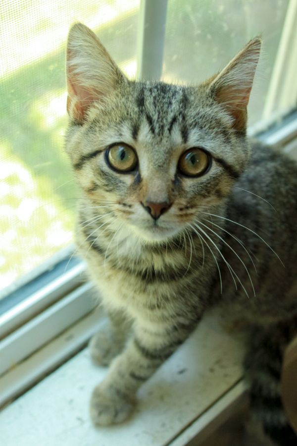 Yellow Jacket, a Adopted Tabby in Ona, WV image 2/5