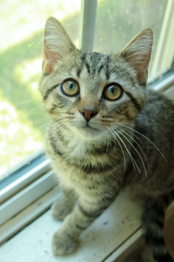 Yellow Jacket, a Adopted Tabby in Ona, WV image 3/5