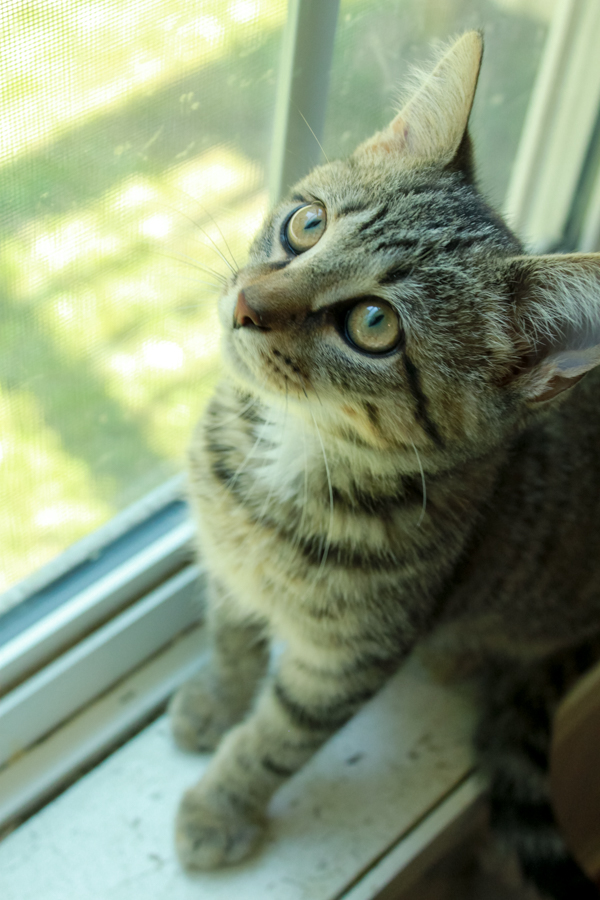 Yellow Jacket, a Adopted Tabby in Ona, WV image 4/5