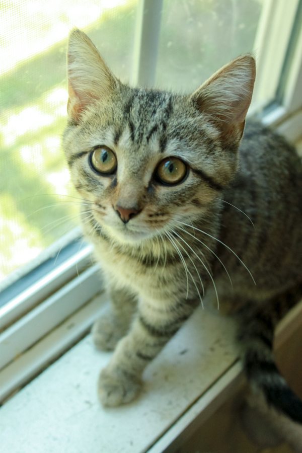 Yellow Jacket, a Adopted Tabby in Ona, WV image 5/5