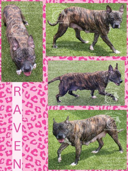 RAVEN, Adoptable, Adult Female Mixed Breed & Mixed Breed.