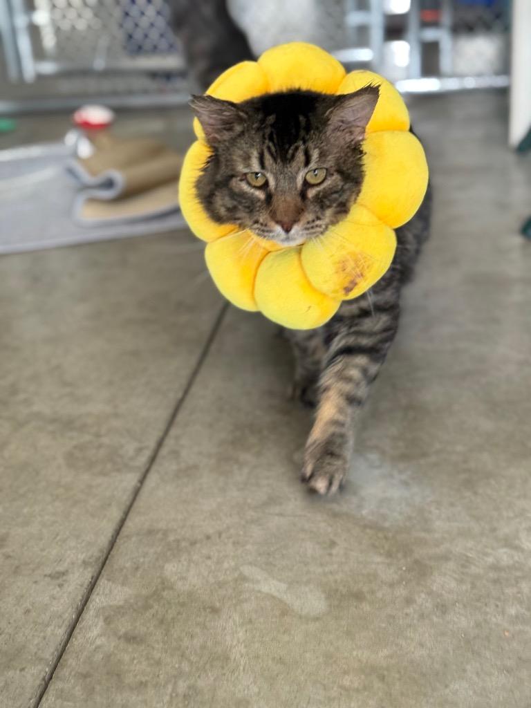 Sherman, Adoptable, Young Male Domestic Short Hair.