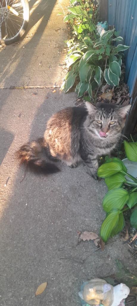 Enlarge Sherman, a Adoptable mixed breed in Syracuse, IN image 2/3