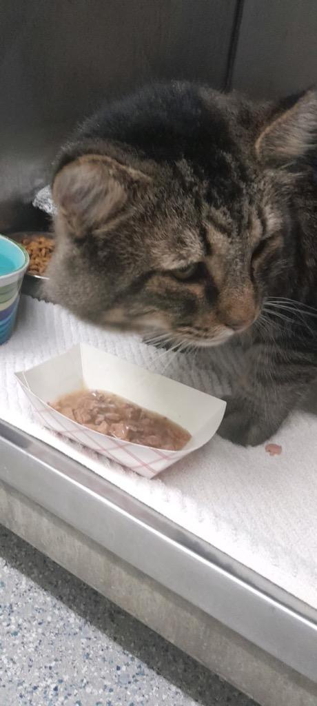 Enlarge Sherman, a Adoptable mixed breed in Syracuse, IN image 3/3