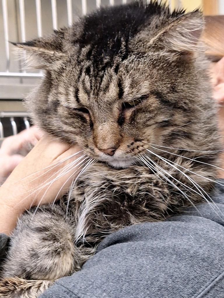 Sherman, Adoptable, Young Male Domestic Short Hair.