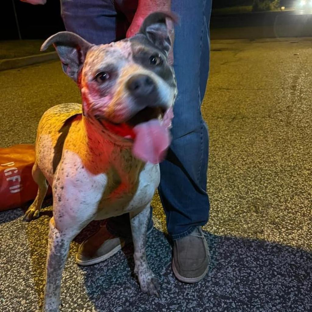 Suzie Speckles, Adoptable, Adult Female Pit Bull Terrier.