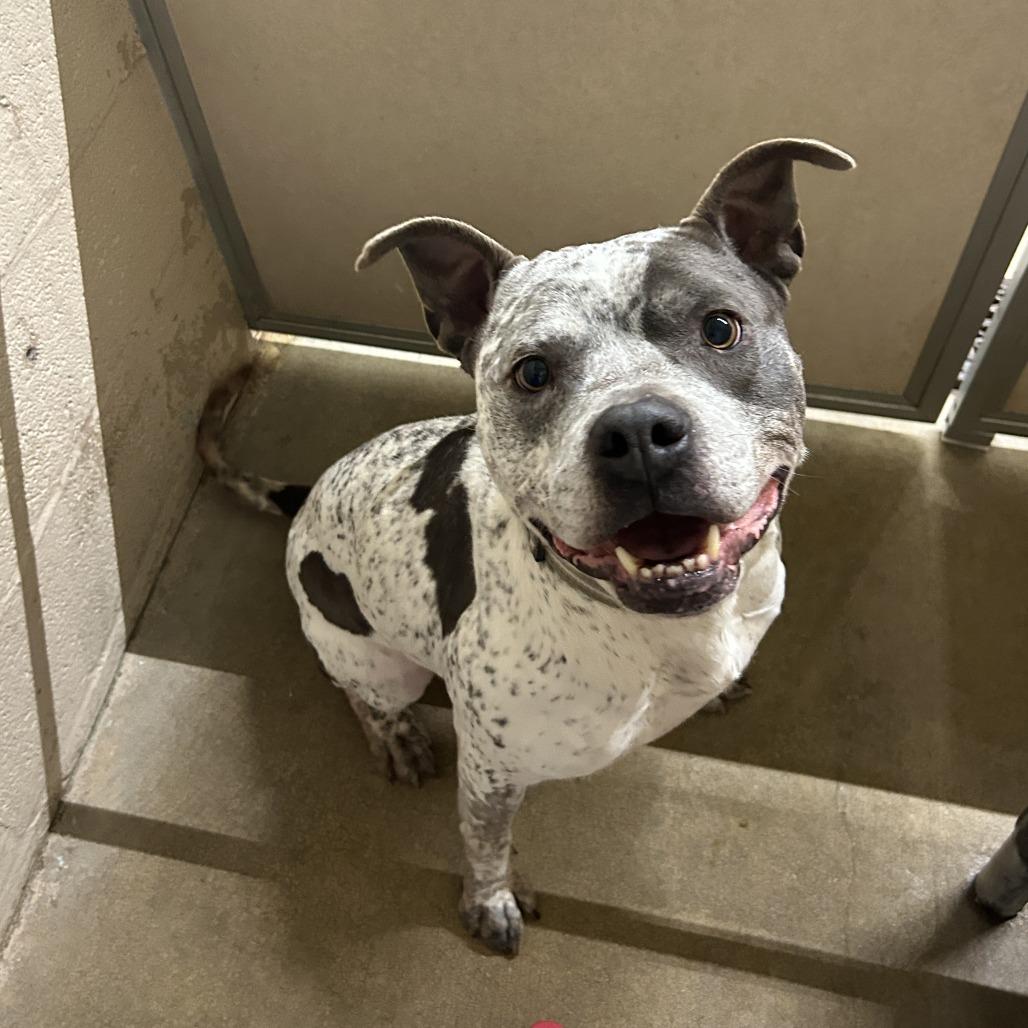 Suzie Speckles, a Adoptable Pit Bull Terrier in Waldorf, MD image 2/2