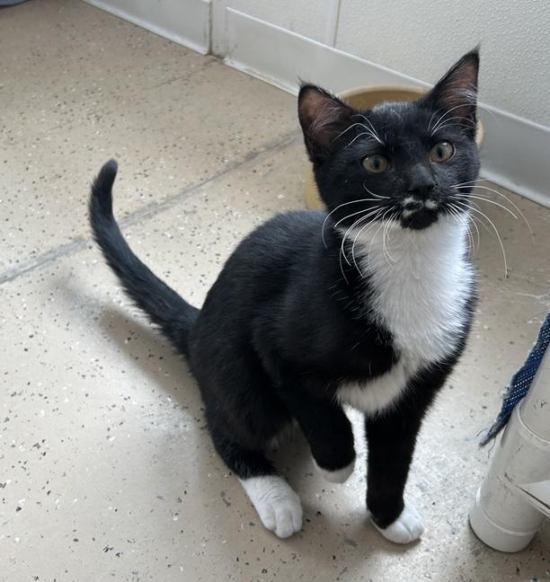 Enlarge Mustachio, a Adoptable Domestic Short Hair in Eagle River, WI image 1/1