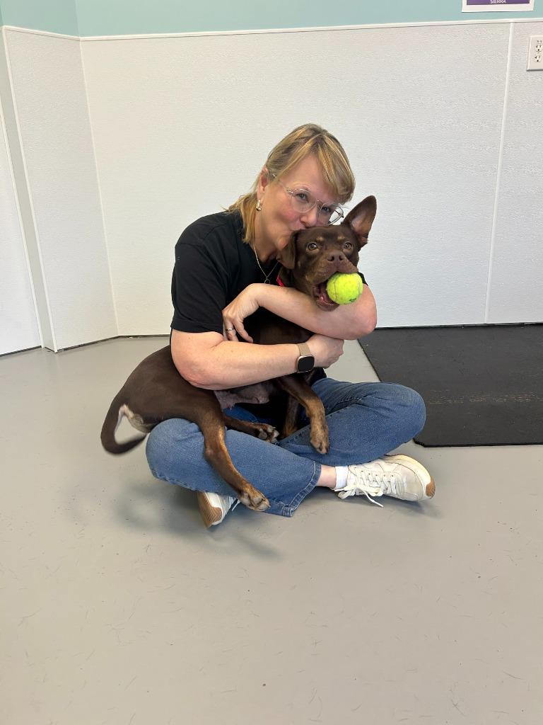 Enlarge Coco, a Adoptable mixed breed in Raleigh, NC image 2/6