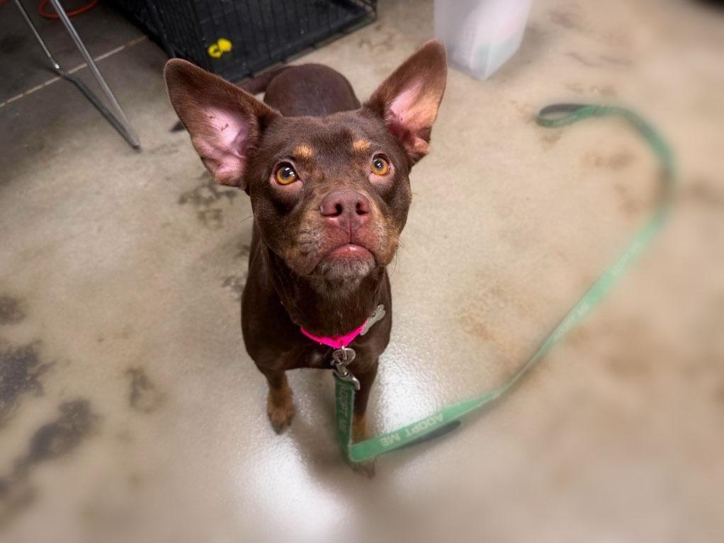 Enlarge Coco, a Adoptable mixed breed in Raleigh, NC image 3/6