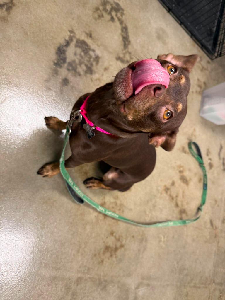 Enlarge Coco, a Adoptable mixed breed in Raleigh, NC image 4/6