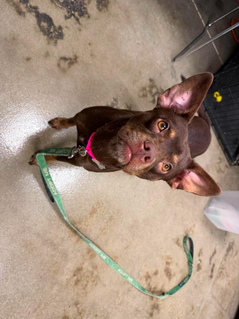 Enlarge Coco, a Adoptable mixed breed in Raleigh, NC image 6/6