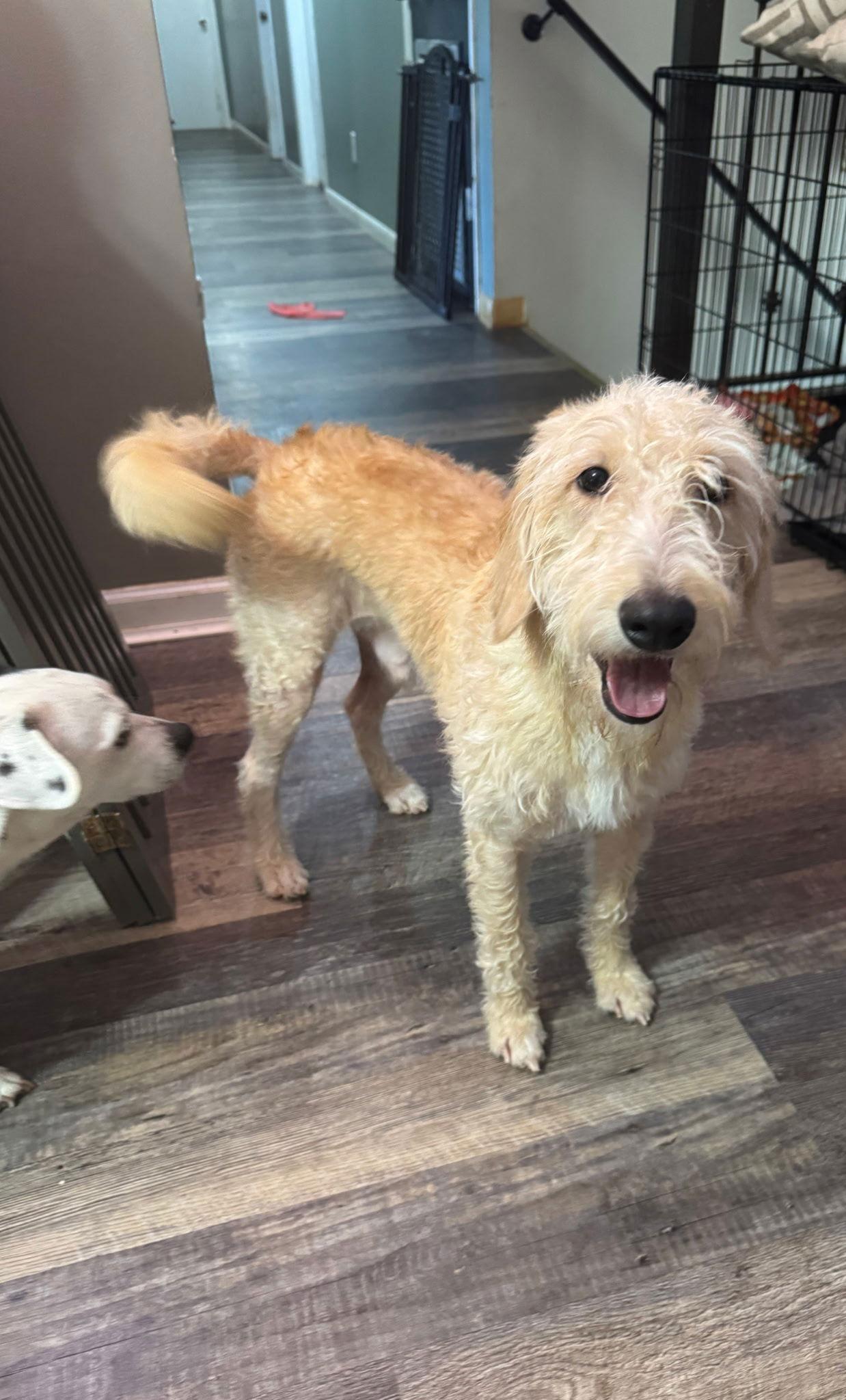 Enlarge Poseidon, a Adoptable Standard Poodle in Valrico, FL image 2/3