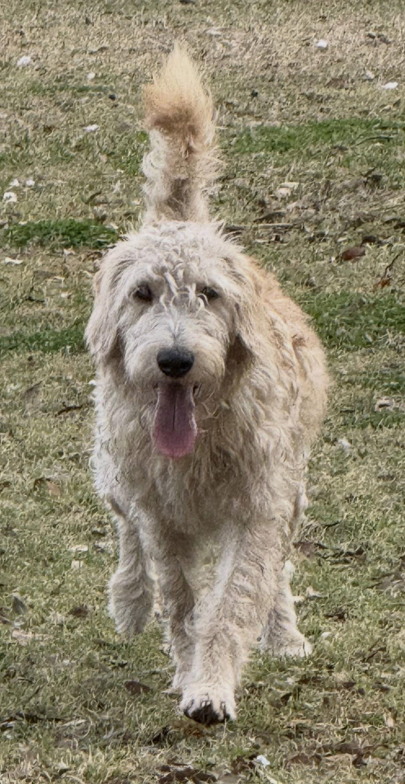 Poseidon, Adoptable, Young Male Standard Poodle.