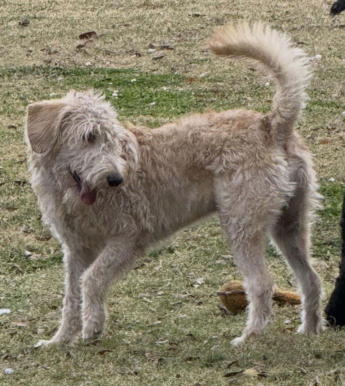 Poseidon, a Adoptable Standard Poodle in Valrico, FL image 2/3