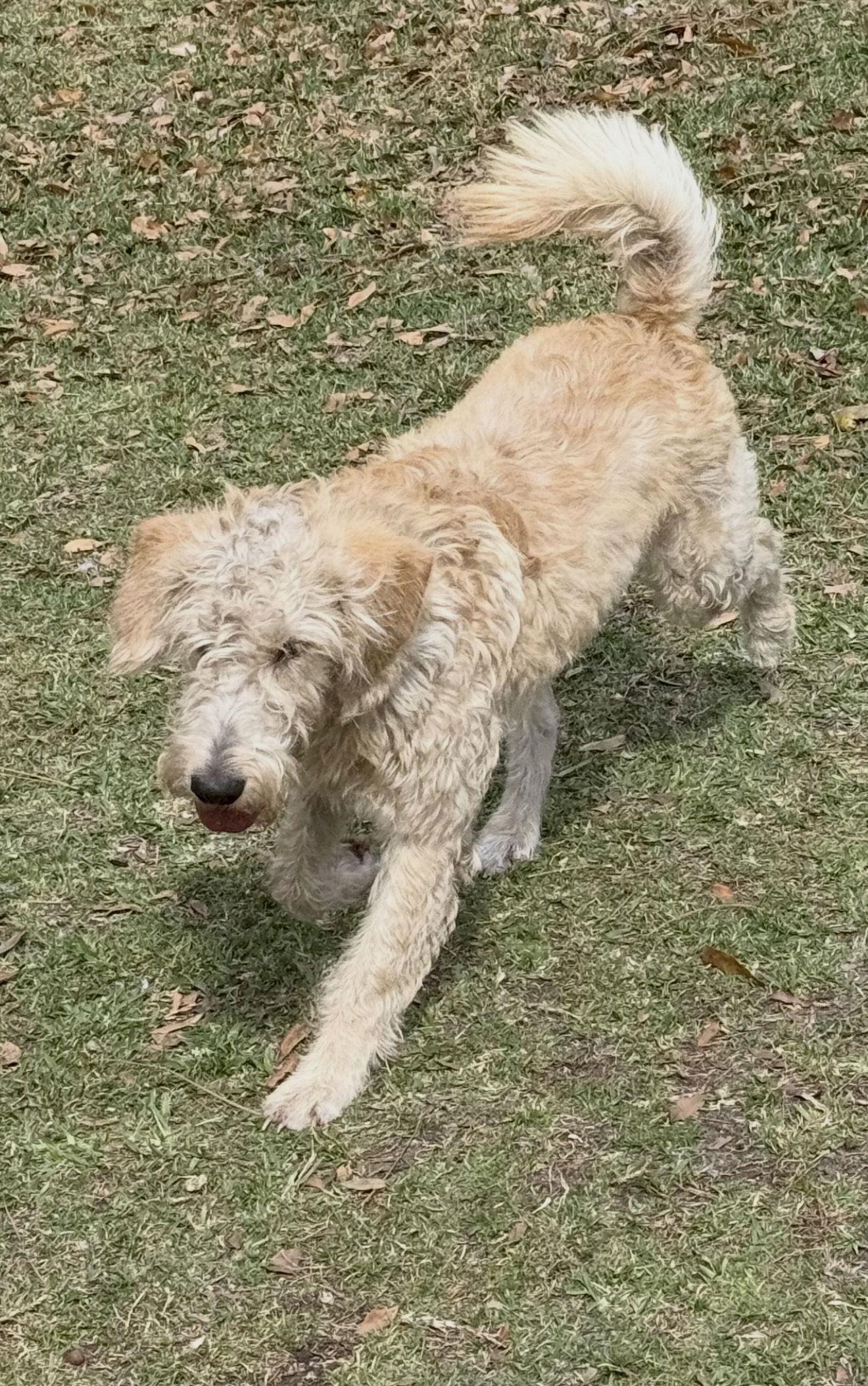 Poseidon, a Adoptable Standard Poodle in Valrico, FL image 3/3