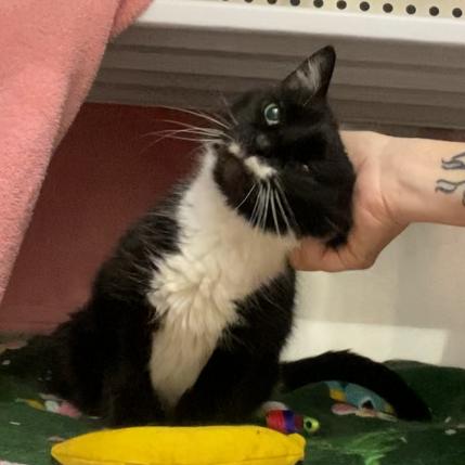 Enlarge Paws, a Adoptable mixed breed in Warwick, RI image 2/6