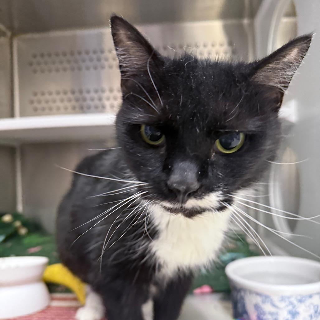 Enlarge Paws, a Adoptable mixed breed in Warwick, RI image 3/6