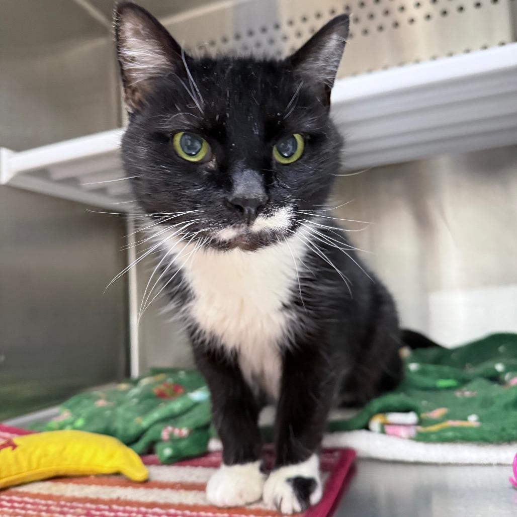 Enlarge Paws, a Adoptable mixed breed in Warwick, RI image 4/6