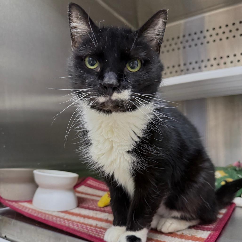 Enlarge Paws, a Adoptable mixed breed in Warwick, RI image 5/6