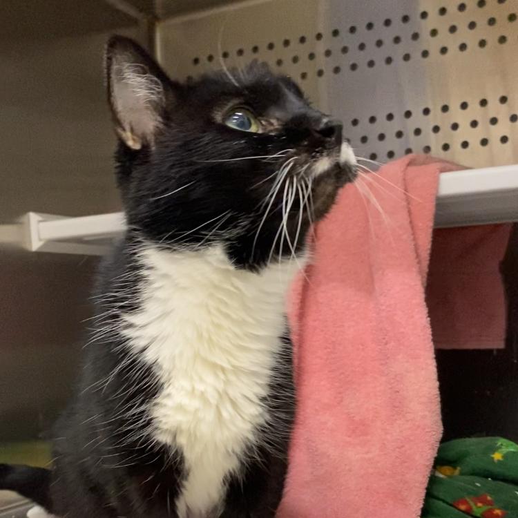 Enlarge Paws, a Adoptable mixed breed in Warwick, RI image 6/6