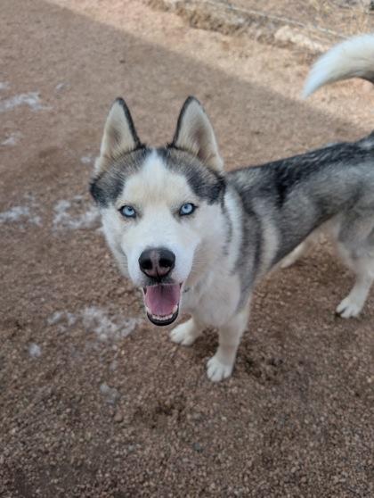 Atles, Adoptable, Young Male Siberian Husky & Mixed Breed.