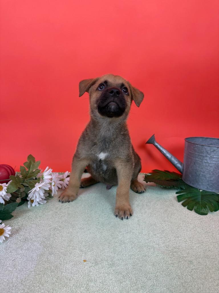 Enlarge Plum, a Adoptable mixed breed in Phoenix, AZ image 2/6