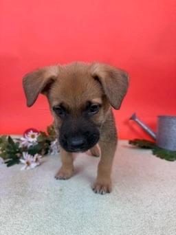 Enlarge Plum, a Adoptable mixed breed in Phoenix, AZ image 3/6