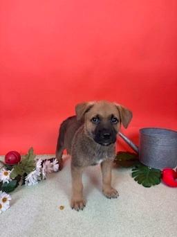 Enlarge Plum, a Adoptable mixed breed in Phoenix, AZ image 4/6
