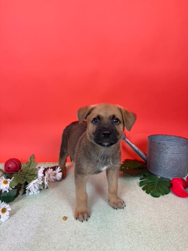 Enlarge Plum, a Adoptable mixed breed in Phoenix, AZ image 6/6